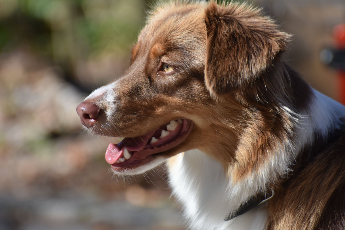 The Canine Range