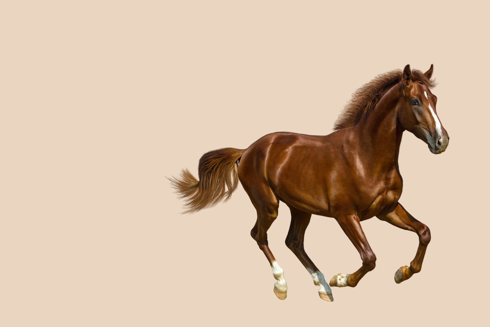 Brown horse running on a white background