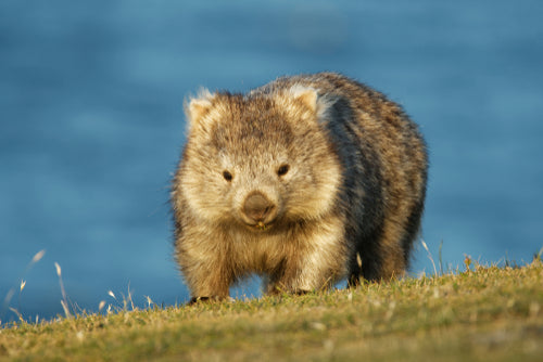 wombat Mange